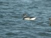 Black Brant at Paglesham Lagoon (Steve Arlow) (72035 bytes) Black Brant at Paglesham Lagoon (Steve Arlow) (72035 bytes)